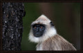 Straight Face by Wilddoc (Dr. Satish) — Wild Life series, gray langur portrait, framed