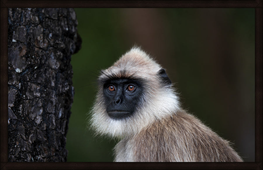 Straight Face by Wilddoc (Dr. Satish) — Wild Life series, gray langur portrait, framed
