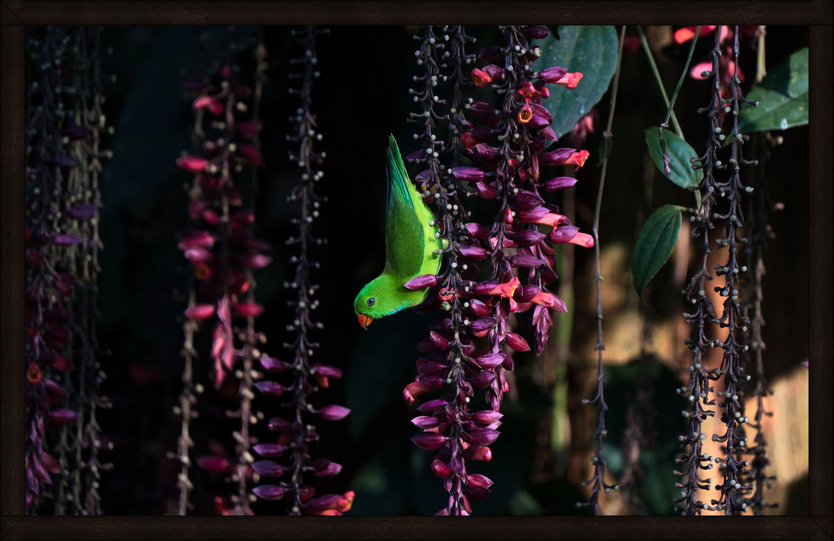 Between the Blooms by Wilddoc (Dr. Satish) — Wild Life series, Vernal Hanging Parrot, framed