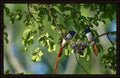 Home by Wilddoc (Dr. Satish) — Wild Life series, Indian Paradise Flycatchers nesting, framed