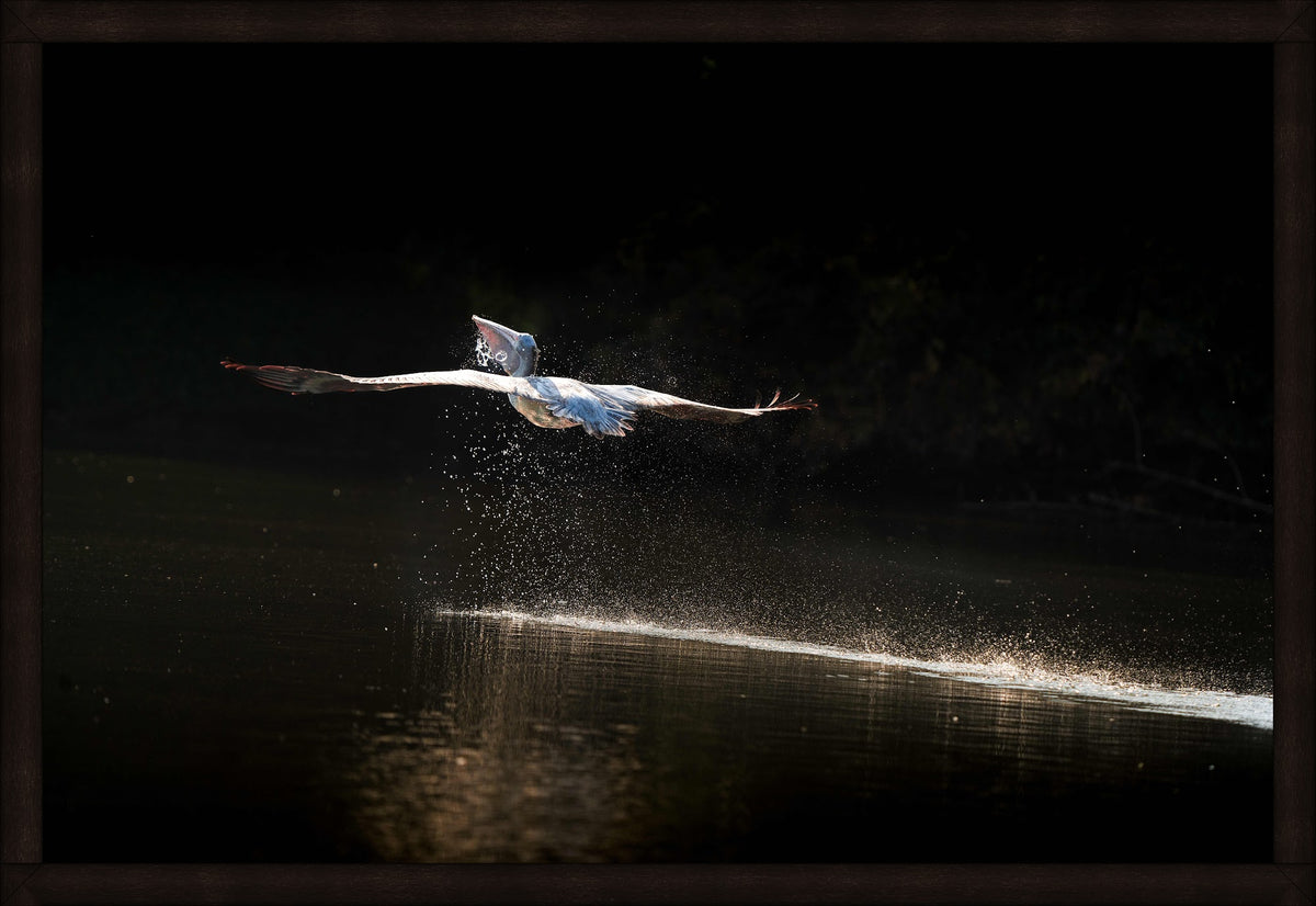 Lift Off by Wilddoc (Dr. Satish) — Wild Life series, Spot-billed Pelican in flight, framed