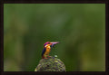 The Prize by Wilddoc (Dr. Satish) — Wild Life series, Black-backed Dwarf Kingfisher, framed
