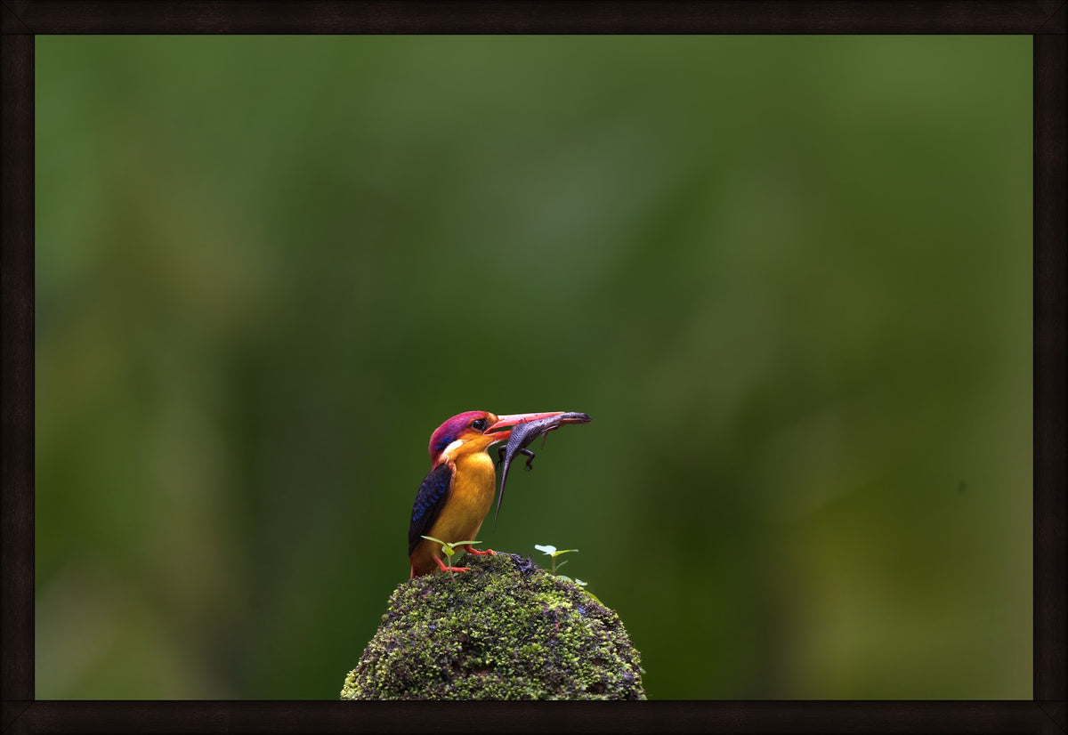 The Prize by Wilddoc (Dr. Satish) — Wild Life series, Black-backed Dwarf Kingfisher, framed