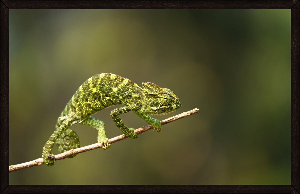 Green on Green by Wilddoc (Dr. Satish) — Wild Life series, Indian Chameleon, framed