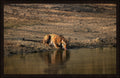 The Cautious King by Wilddoc (Dr. Satish) — Wild Life series, Bengal tiger portrait, framed