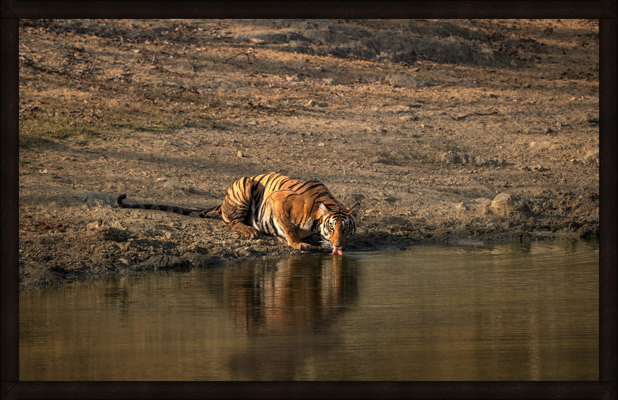 The Cautious King by Wilddoc (Dr. Satish) — Wild Life series, Bengal tiger portrait, framed