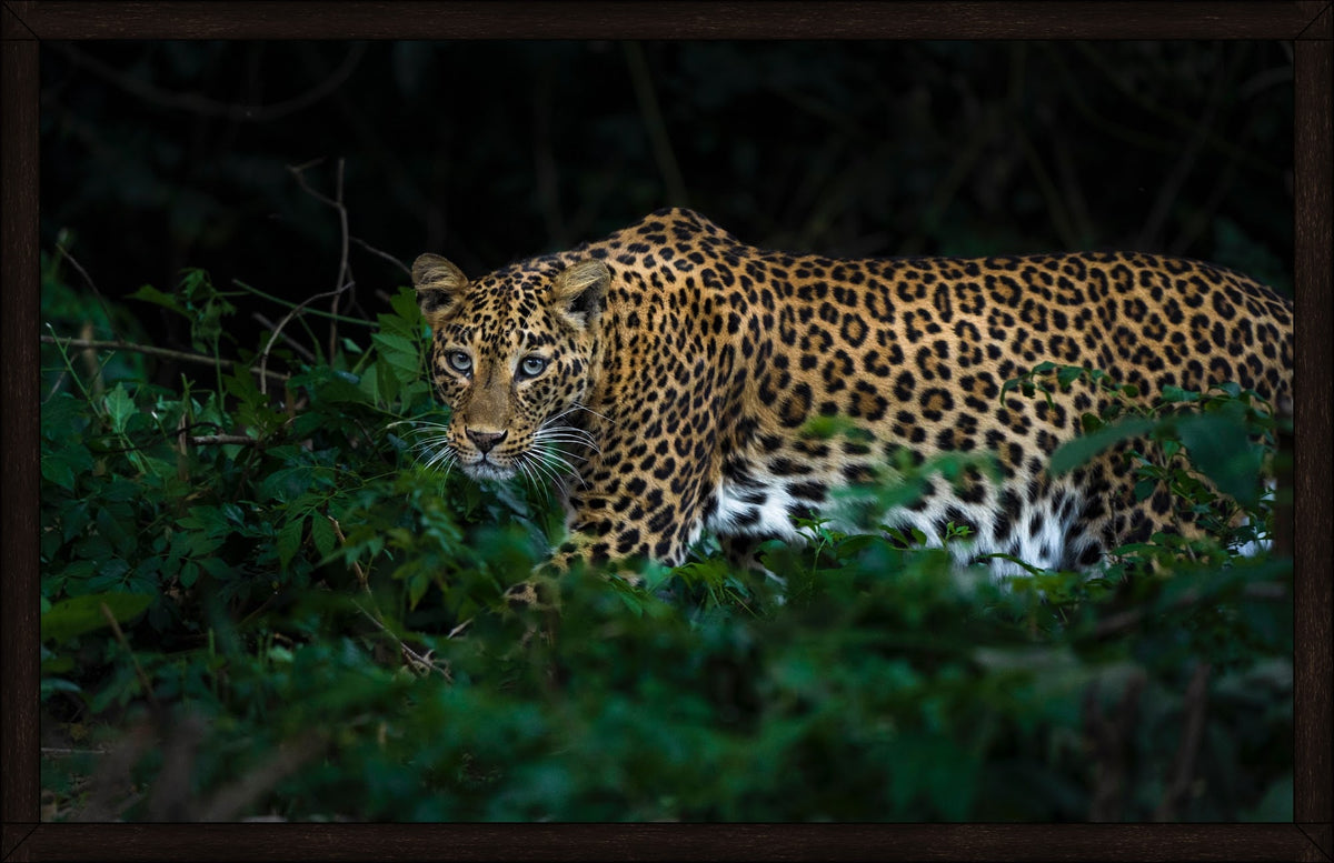 The Silent Observer by Wilddoc (Dr. Satish) — Wild Life series, leopard portrait, framed