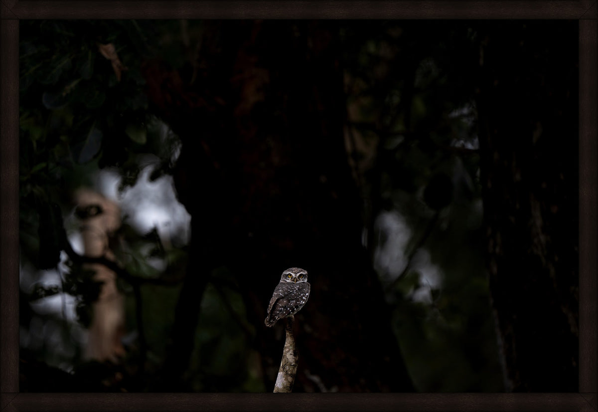 Night Counsel by Wilddoc (Dr. Satish) — Wild Life series, Spotted Owlet portrait, framed