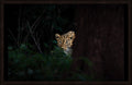 Look Up by Wilddoc (Dr. Satish) — Wild Life series, leopard portrait, framed