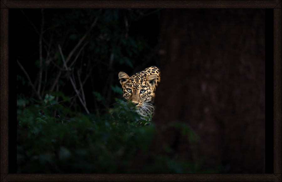 Look Up by Wilddoc (Dr. Satish) — Wild Life series, leopard portrait, framed
