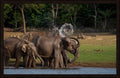 The Swirl by Wilddoc (Dr. Satish) — Wild Life series, Asian elephant herd, framed