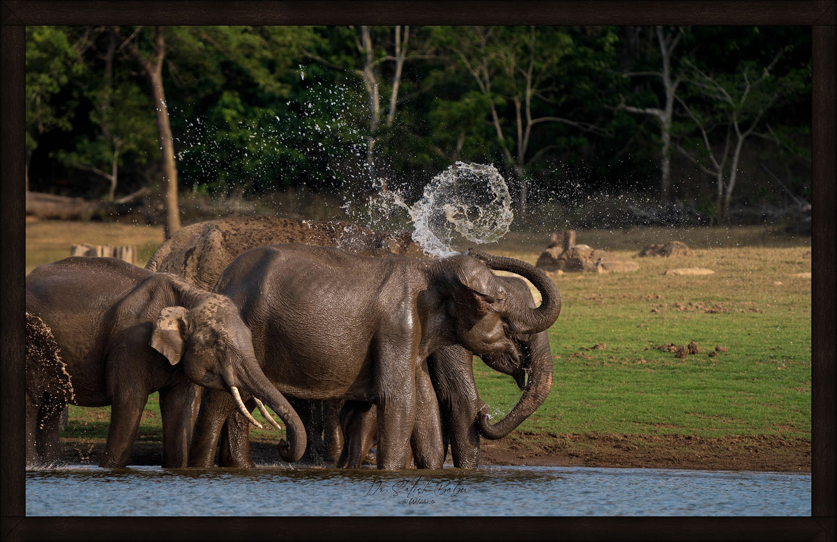 The Swirl by Wilddoc (Dr. Satish) — Wild Life series, Asian elephant herd, framed