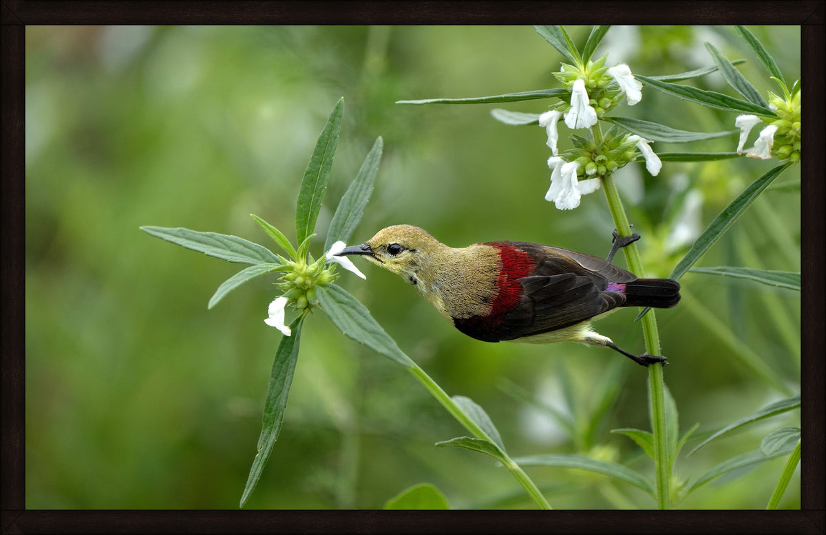 The Nectar Seeker by Wilddoc (Dr. Satish) — Wild Life series, Crimson-backed Sunbird, framed