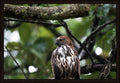 One Eye on the World by Wilddoc (Dr. Satish) — Wild Life series, Changeable Hawk-Eagle, framed